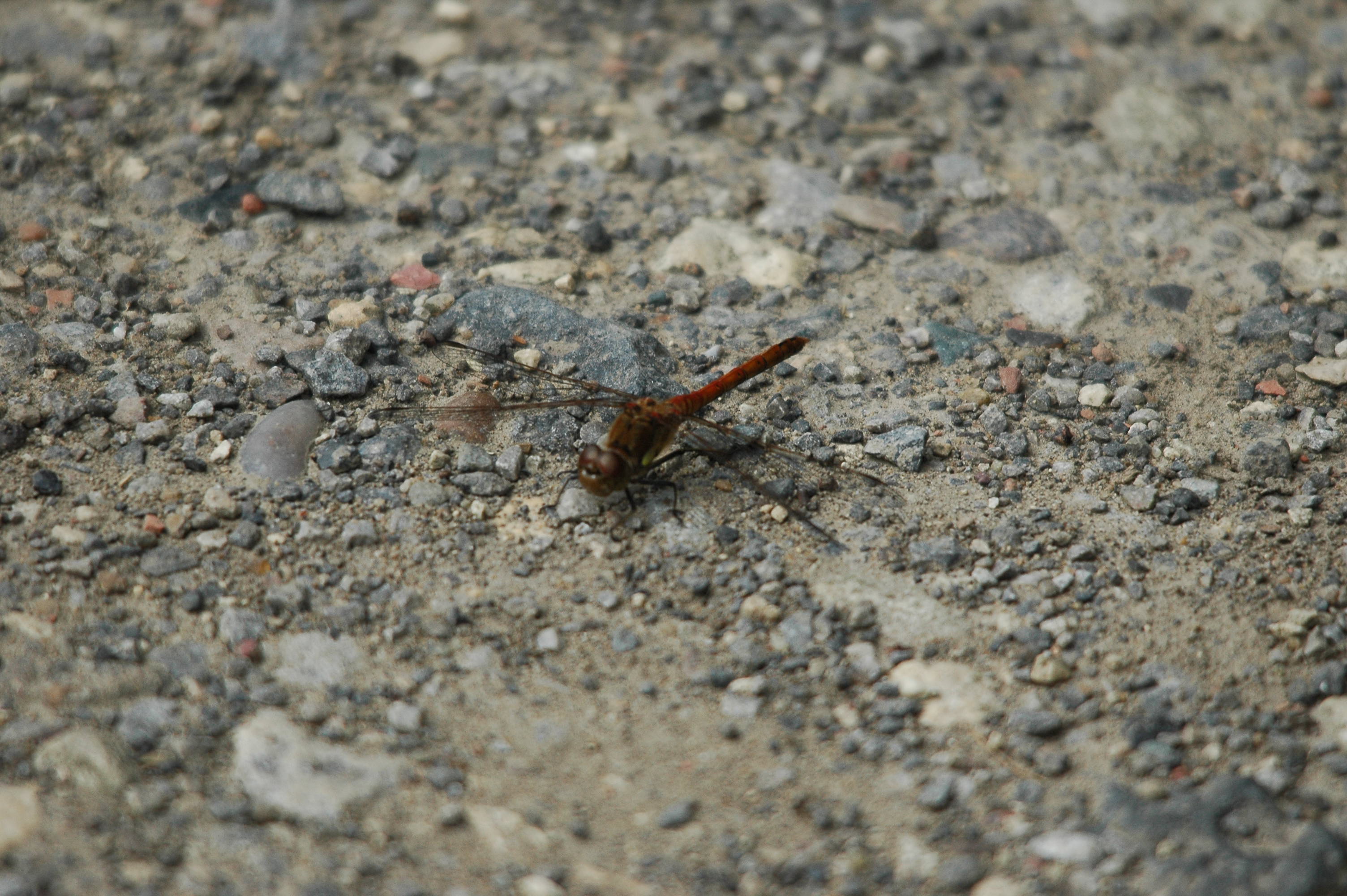 photos/wildlife/Invertebrate_Species/Dragonflies/Brown Hawker/dsc_2857.jpg
